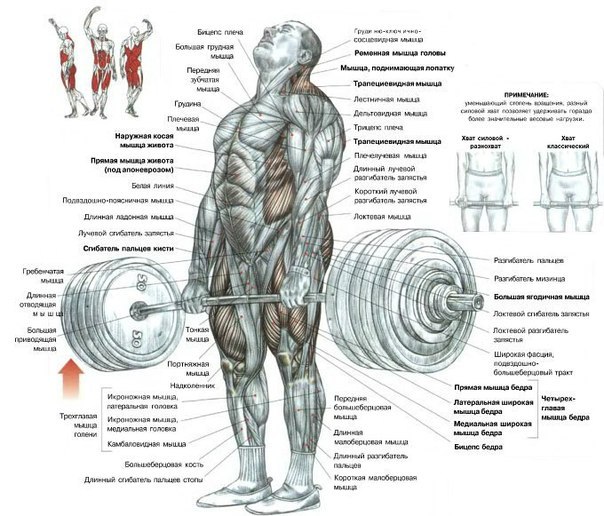 развитие мышц