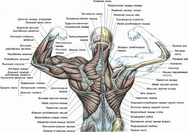 Задняя группа мышц живота