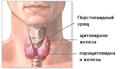 развитие щитовидной железы