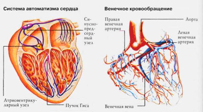 возрастные особенности функции сердца