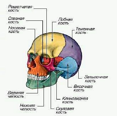 Сформированный череп человека состоит из 29 постоянных костей, из которых 11 - парные и 7 - нечетные. 