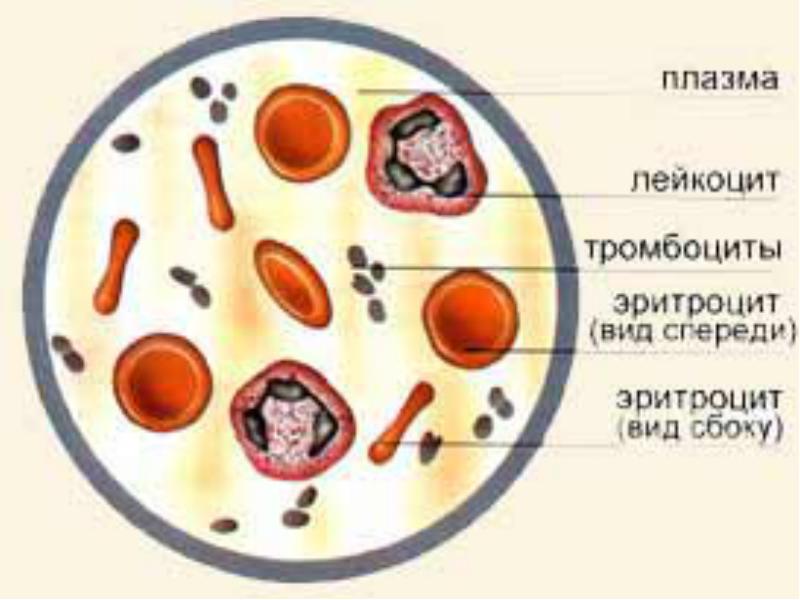возрастные особенности физико-химичних свойств крови