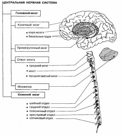 Общий план организации спинного мозга