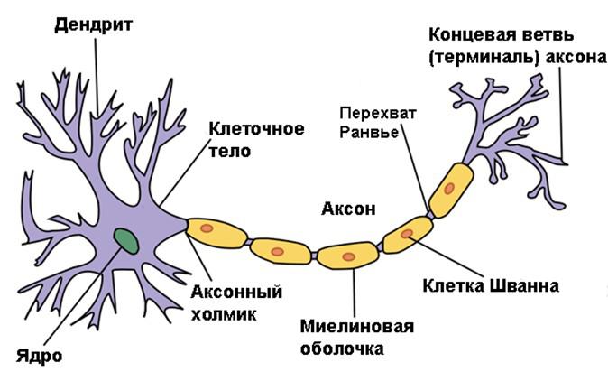 структура, функция нейрона