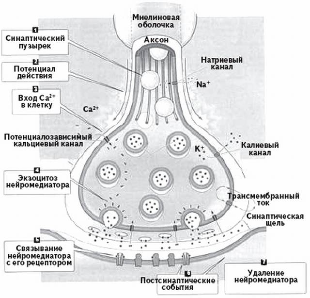 Структура и функция центральных синапсов