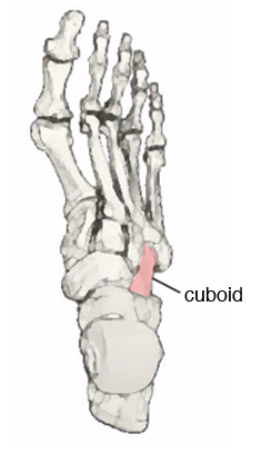 Кубовидная кость, os cuboideum, расположенная с латеральной стороны стопы. Она соединяется сзади с пяточной костью, спереди - с IV-V плюсневой кости, а с медиальной стороны - с латеральной клиновидной костью. На медиальной поверхности имеет суставные поверхности для соединения с латеральной клиновидной и ладьевидной костями. На латеральном крае кости находится бугристость кубовидной кости, tuberositas ossis cuboidei. Спереди от нее берет начало борозда сухожилия длинной малоберцовой мышцы, sulcus tendinis m. peronei longi. 