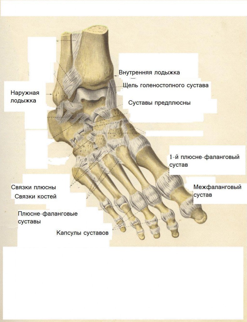 Фото стопы кости суставы. Кости 1 пальца стопы анатомия. Анатомия суставов плюсны стопы. Плюснефаланговые суставы стопы. Строение стопы плюсна предплюсна.