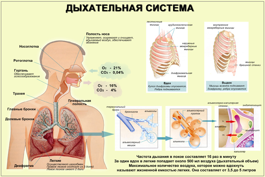 развитие органов дыхательной системы