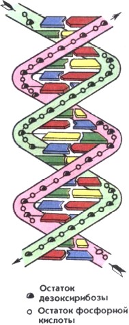 двуспиральная молекула ДНК 