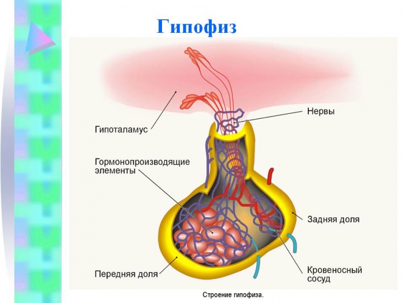 гипофиз