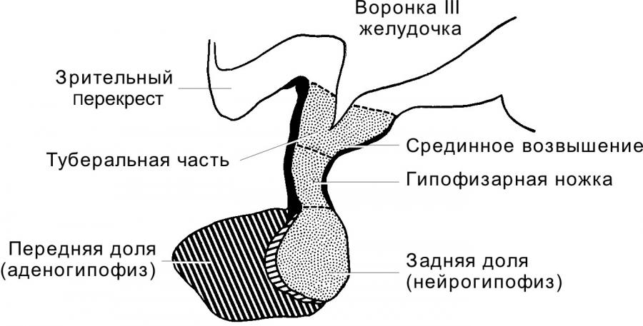 развитие гипофиза