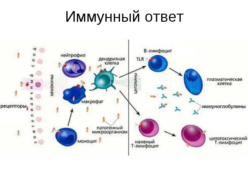 клеточный иммунитет. Защитные функции крови