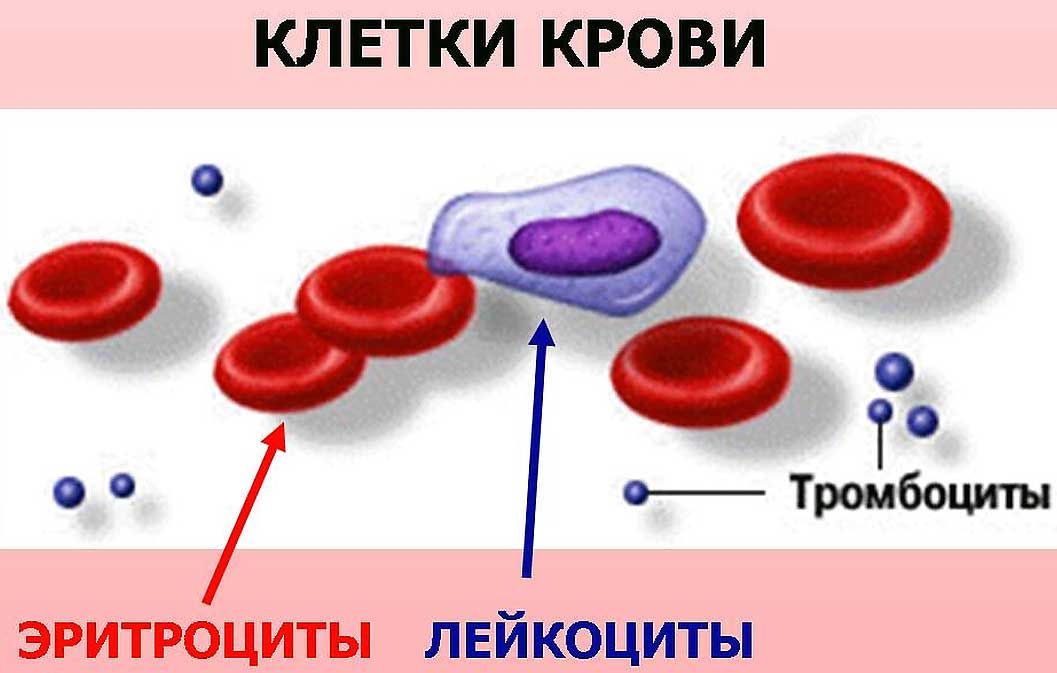 Возрастные изменения количества лейкоцитов в крови