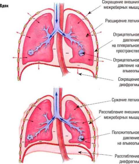механизм периодический активности дыхательного центра