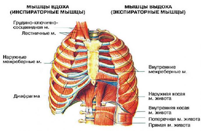 Собственные мышцы грудной клетки