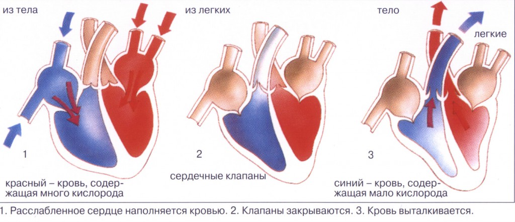 Какие вены имеют клапаны