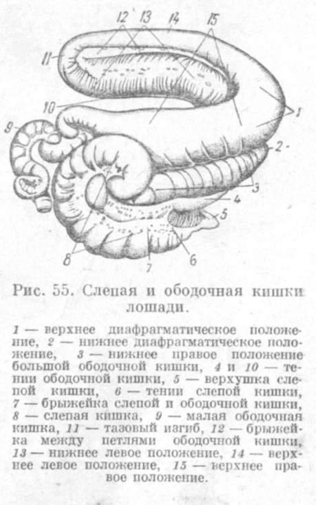 строение ободочной кишки