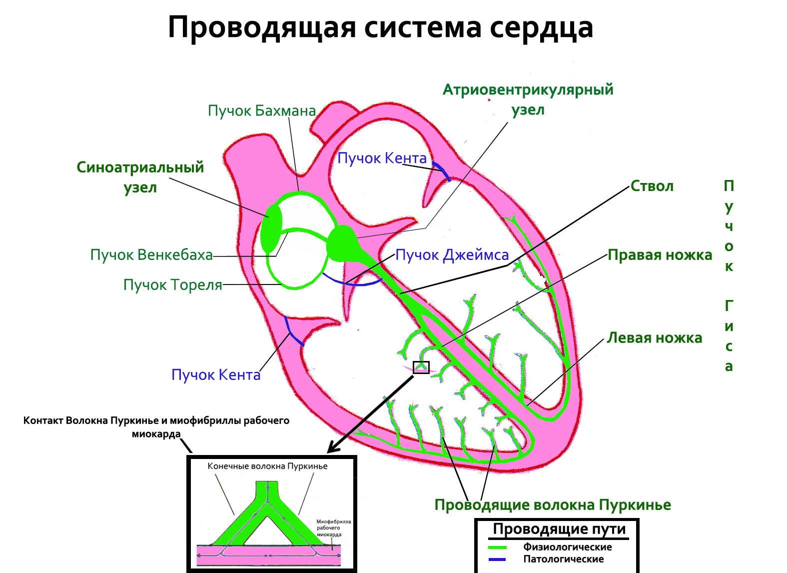 Способность сердце из стали фоллаут 4