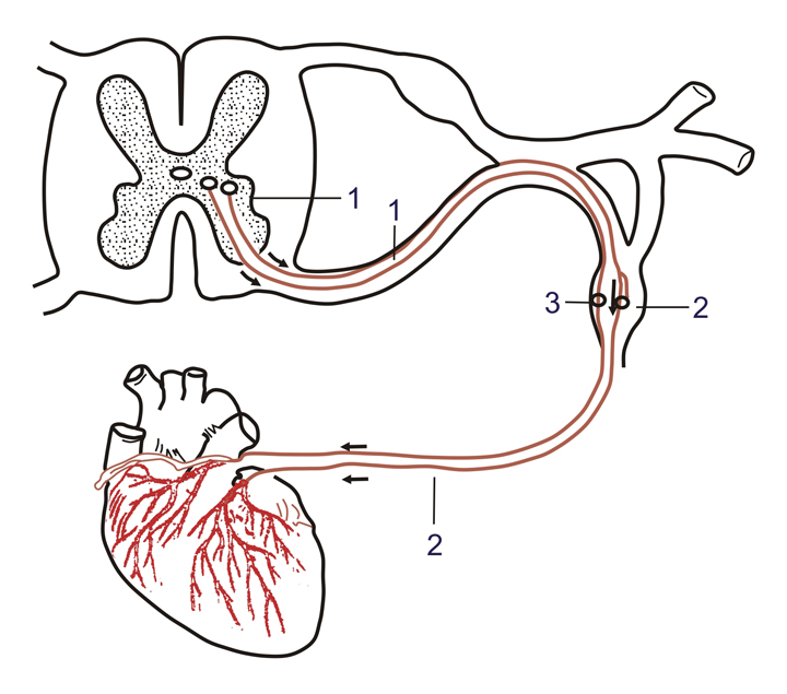 Механизмы нервной регуляции сердца
