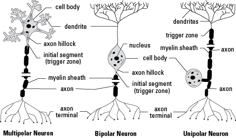 трофическая функция нейрона