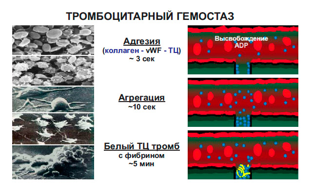 Сосудисто-тромбоцитарный гемостаз