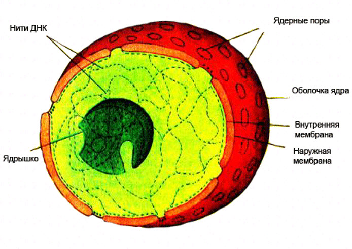 Ядро клетки окружено. Ядро клетки рисунок. Компоненты ядра эукариотической клетки. Схема ядра клетки. Ядро клетки эукариот.